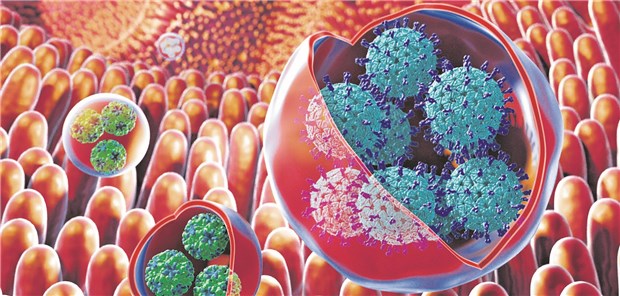 Mit Membranvesikeln tricksen Noroviren die Abwehr aus Illustration von Virus-Clustern in Membranvesikeln auf den Zotten der Darmschleimhaut.