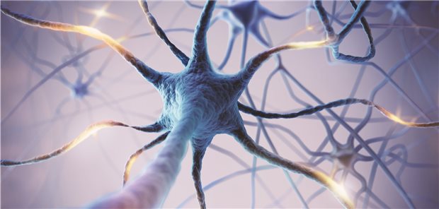 Im Fokus bei SMA: Neuronen und ihre Funktionsfähigkeit.