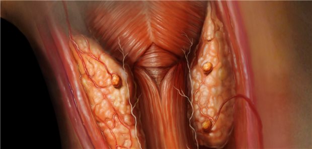 Im Fokus der Forschung: Funktionsstörungen der Nebenschilddrüsen (glandulae parathyroideae).
