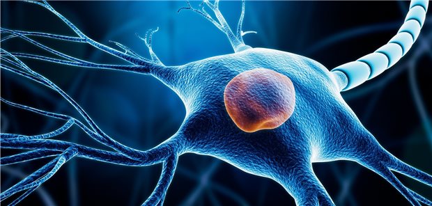 Im Fokus der Forschung zu ALS: Wie ist es möglich, Neuronen intakt zu erhalten?