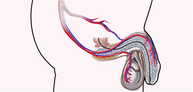 Im Fokus der endovaskulären Therapie bei ED: erektionsrelevante Arterien und eventuelle Obstruktionen.