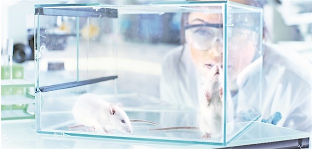 Influenza schwächt das Gehirn von Mäusen über Monate Im Fokus von Hirnforschern: Mit Influenzaviren infizierte Mäuse.