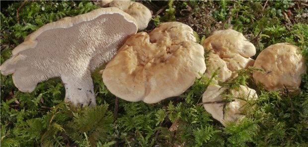 Pilze weiterhin radioaktiv belastet ?Im Jahr 2019 wiesen besonders Semmelstoppelpilze am nördlichen Rand des Nationalparks Bayerischer Wald Spitzenwerte von über 4000 Becquerel Cäsium-137 pro Kilogramm Frischmasse auf
