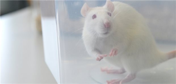 Streit um „Überschuss-Versuchstiere“ Im Jahr 2021 wurden nach Angaben des Bundesamtes für Risikobewertung 2,5 Millionen Tiere zu Forschungszwecken genutzt - und genauso viele überzählige getötete Tiere erfasst.