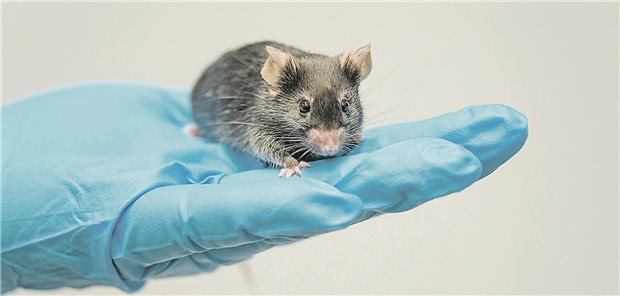 Im Mausmodell erwies sich Piezo1 als entscheidender Auslöser für kardiale Hypertrophie.