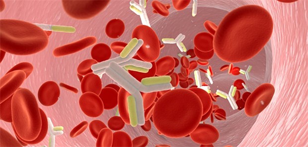 Im Modell: Antikörper zur Therapie bei chronisch lymphatischer Leukämie (CLL).