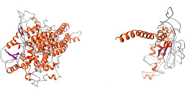 Im Modell: Der Vergleich des Wildtyp-Proteins TMEM16A (links) mit der mutierten Variante (rechts) zeigt den sogenannten trunkierenden Effekt, der weite Teile des Proteins abschafft – was zu erheblichen strukturellen Veränderungen führt.