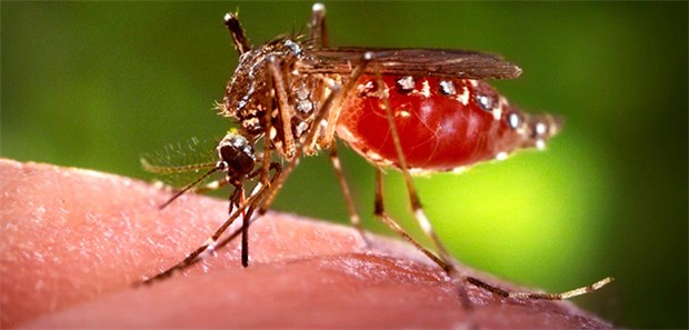 Zwölf Zika-Fälle in Deutschland registriert Im Urlaub durch Mückenstich infiziert, daheim in Deutschland erkrankt: Seit Beginn der Meldepflicht wurden 12 Zika-Fälle hierzulande verzeichnet.