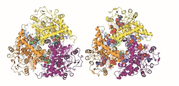 Im offenen Zustand (links) kann sich ein protein-regulierendes Molekül viel leichter an das GDH-Protein binden, als im geschlossenen Zustand (rechts). Nach Anbindung wird ein Signal ausgesandt, das den Pankreas zur Insulin-Produktion anregt. Eine Mutation hält das GDH-Protein offen: Es wird übermäßig Insulin produziert.