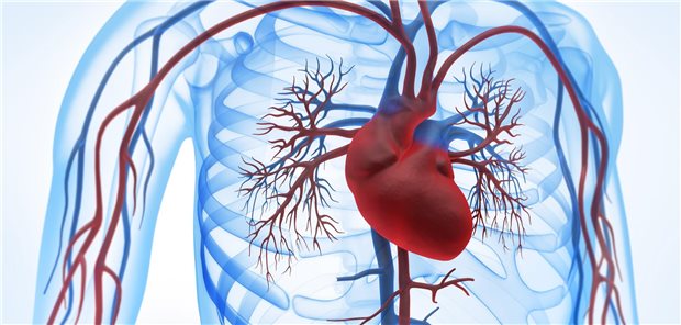 Immer im Blick behalten: Herz und Gefäße, besonders bei Krebspatienten.