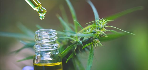 Start-ups tasten sich auf Cannabis-Markt vor Immer mehr Cannabis-Produkte drängen in den Markt – dabei ist die Verunsicherung in Starts-up noch hoch. Die Richtlinien sind komplex.