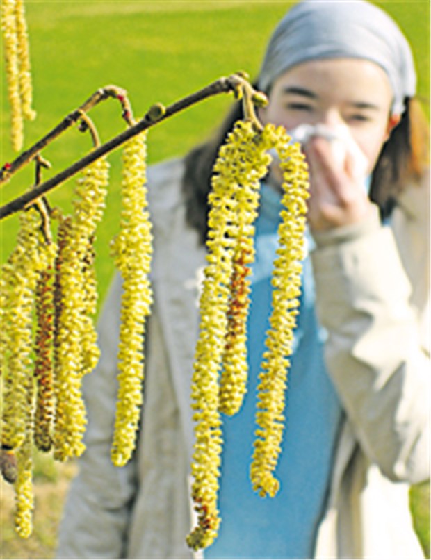 Haselpollen plagen Allergiker Immer mehr Menschen reagieren auf verschiedene Pollen.