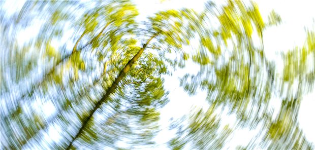 Blick nach oben in die Baumkronen, sie sich verzerrt dargestellt