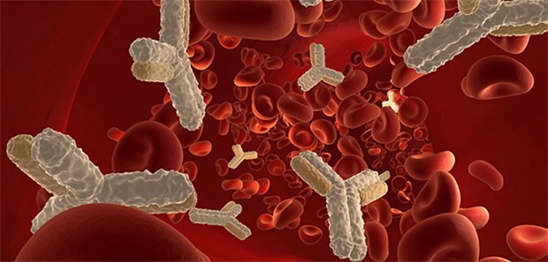 Wie Trypanosomen das Immunsystem austricksen Immunsystem in Aktion: Bei der Schlafkrankheit gelingt es den Erregern hingegen bisher, der Abwehr zu entkommen.