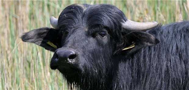 Ein Wasserbüffel steht in einem Teich auf einer Feuchtwiese 