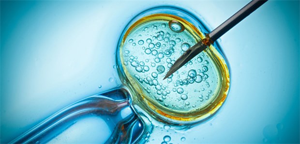 Bald erste Babys mit drei Eltern in Großbritannien? In Deutschland könnten 1100 Patientinnen, die im mitoRegister des Deutschen Netzwerks für mitrochondriale Erkrankungen erfasst sind, von einer Mitochondreinersatz-Therapien profitieren.
