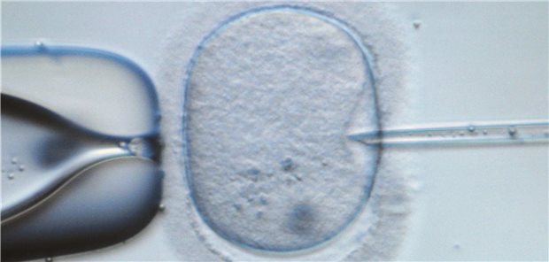 PID auch bei Myotoner Dystrophie Typ 1 möglich In Deutschland nur nach Entscheidung einer Ethikkommission erlaubt: Präimplantationsdiagnostik.
