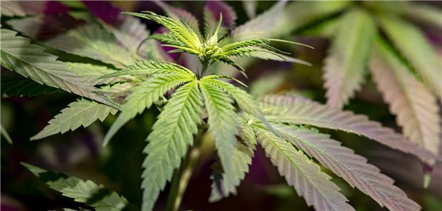 In Hanfpflanzen werden THC und CBD aus der gleichen Substanz gebildet. Je mehr CBD gebildet wird, desto weniger THC enthält die Pflanze.