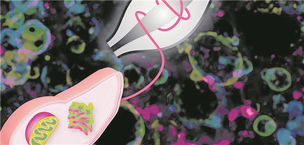 In Leberproben von hochkalorisch ernährten Mäusen zeigte sich im Massenspektrometer eine veränderte Proteinzusammensetzung.