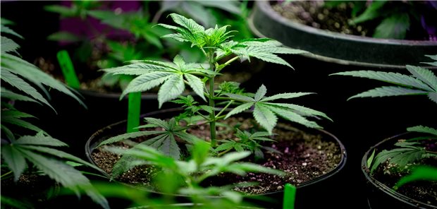 Luxemburg erlaubt Cannabisanbau für Eigenbedarf In Luxemburg sollen künftig daheim und pro Haushalt bis zu vier Cannabispflanzen erlaubt sein.