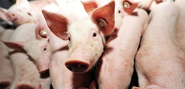 EU beschränkt Einsatz von Antibiotika In Mastbetrieben soll künftig gelten: Ist ein Tier erkrankt, sollen künftig andere Tiere in dem Bestand nicht prophylaktisch mit einem Antibiotikum mitbehandelt werden.