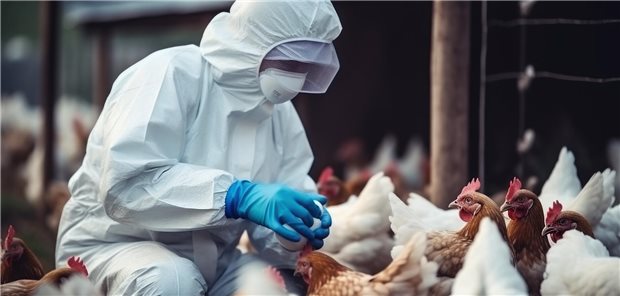 In Mexiko ist kürzlich ein Nachweis des A(H5N2)-Virus in Geflügel gemeldet worden. (Symbolbild mit Fotomodellen)