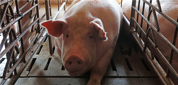 Humanes Nierengewebe wächst in Schweineembryos heran Schwein im Stall