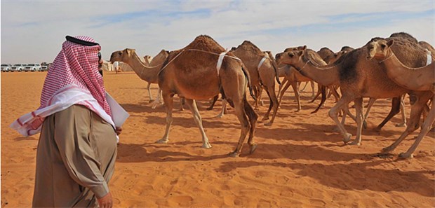 Zweiter MERS-Fall in den USA In Saudi-Arabien sollen Kamele nun einen Chip erhalten, auf dem Züchter und Herkunftsort erfasst werden.