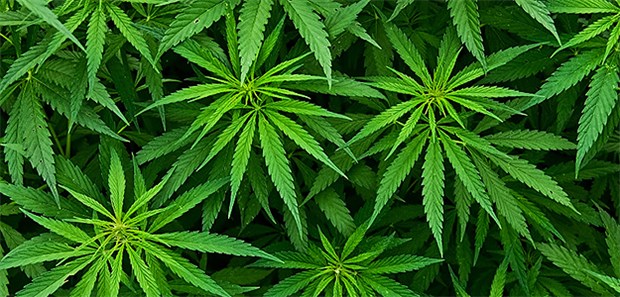Medizinisches Cannabis aus deutscher Produktion In Schleswig-Holstein ist vier Jahre lang zunächst der Anbau von jährlich 800 Kilogramm von Cannabis erlaubt.