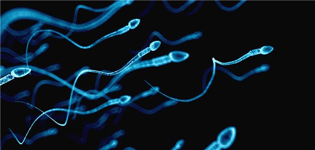 In Versuchen mit männlichen Mäusen konnte die Beweglichkeit der Spermien unterdrückt werden. Ein Schritt in Richtung der „Pille für den Mann“?
