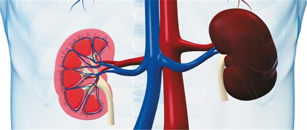 In den Nierentubuli wird mit dem Glukosetransporter SGLT-2 aus Primärharn Zucker rückresorbiert. © S. Kaulitzki / fotolia.com