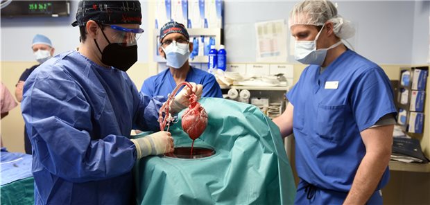 Patient mit Schweineherz ist gestorben In den USA hatte ein Patient ein Schweineherz implantiert bekommen. Nun ist der Mann gestorben (Archivbild).
