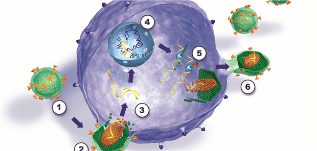 In den Vermehrungszyklus des HI-Virus kann zu mehreren Zeitpunkten eingegriffen werden – das bewerkstelligen jeweils verschiedene Medikamentenklassen der antiretroviralen Therapie.