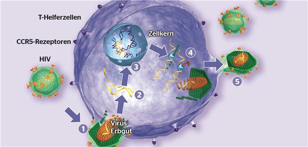Darstellung des Vermehrungszyklus des HI-Virus.