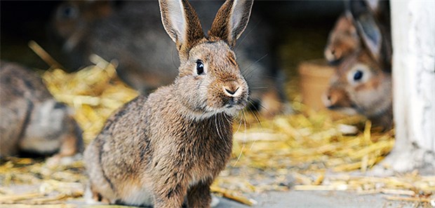 Kaninchen als schneller Impfstoff-Lieferant In den Versuchen mit Kaninchen haben Forscher gezeigt, dass adjuvantierte virusartige Partikel (VLPs) als Plug-and-Play-System genutzt werden könnten.