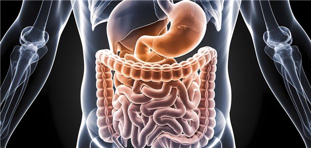 Dreidimensionale gerenderte Illustration des menschlichen Verdauungssystems (Magen und Darm).