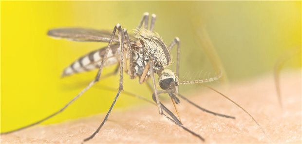 Eine Anopheles-Mücke auf der Haut eines Menschen.