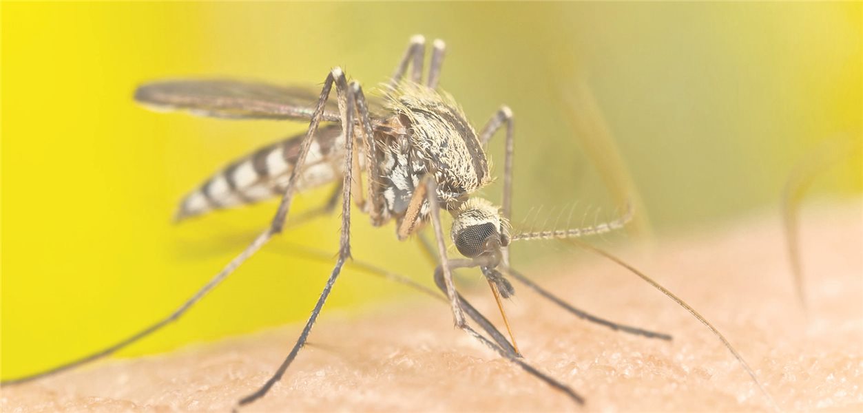 Malaria Ansteckung Von Mensch Zu Mensch www.aerztezeitung.de