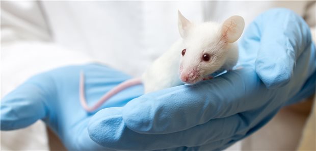 In einem Experiment an Mäusen haben Forscher nun festgestellt, dass das Wachstum von Brustkrebs mit der Verfügbarkeit von Vitamin B5 assoziiert ist.