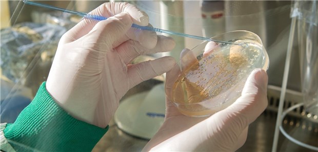 In einem Labor von InfectoGnostics wird die Probe eines Patienten auf eine Agarplatte aufgetragen.