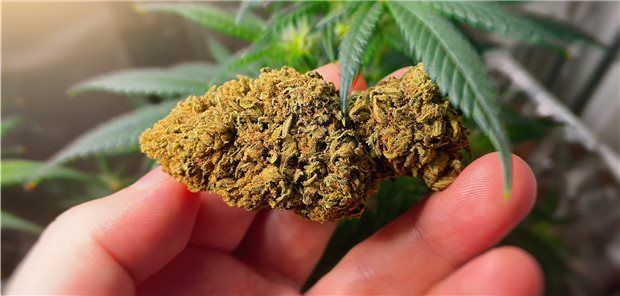 So könnte der „Medizinisches Cannabis Social Club“ funktionieren In einem „Medizinischen Cannabis Social Club“ bauen Patienten mit Hilfe von Experten Cannabis in Eigenregie an und bekommen gegen Vorlage eines ärztlichen Rezeptes die Blüten zum Selbstkostenpreis, so das Modell.