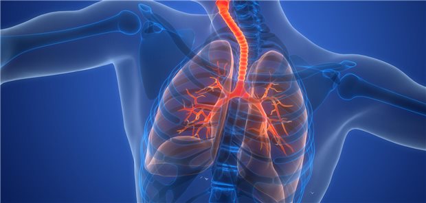 Dreidimensionale gerenderte Illustration der Anatomie der menschlichen Lunge - dem Atmungssystem des Menschen.
