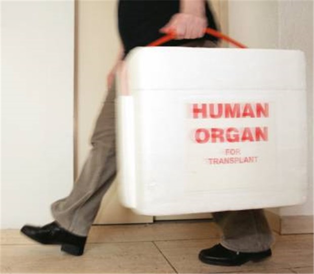 Neue Arzneien sollen Abstoßungen minimieren In einer speziellen Kühlbox werden Spenderorgane transportiert. Neue Immunsuppressiva sollen den Erfolg der Transplantationsmedizin weiter verbessern.