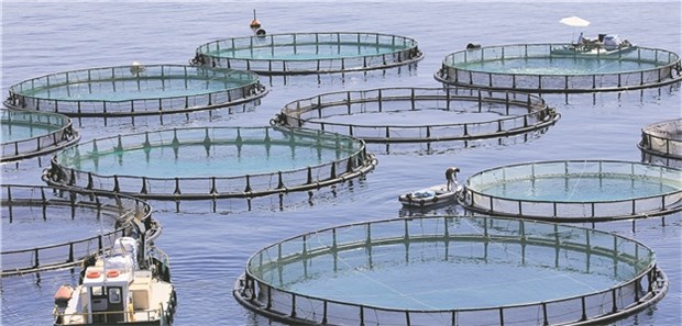 Aquafarming verspricht dicke Fischzüge – auch an der Börse In großen Freigehegen in Fjorden und im offenen Meer werden immer mehr Fische aufgezogen.