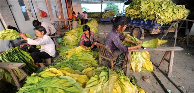 WHO appelliert an Staatengemeinschaft: Keine Tabaksubventionen mehr! In mehr als 120 Ländern wird Tabak angebaut: China ist dabei der weltweit größte Tabakanbauer.