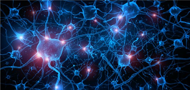 In-vitro-Untersuchungen deuten auf eine Förderung der Plastizität des Nervengewebes durch den Johanniskraut-Extrakt.