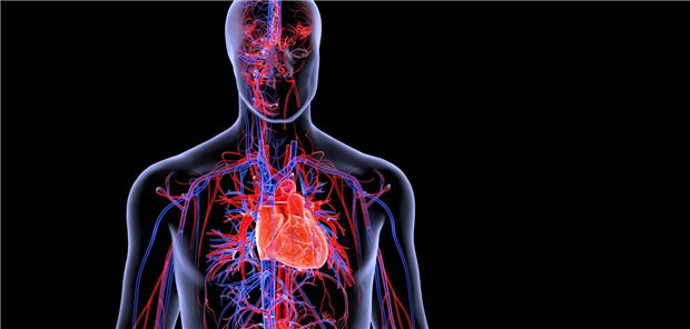 Modell des Herz-Kreislauf-Systems