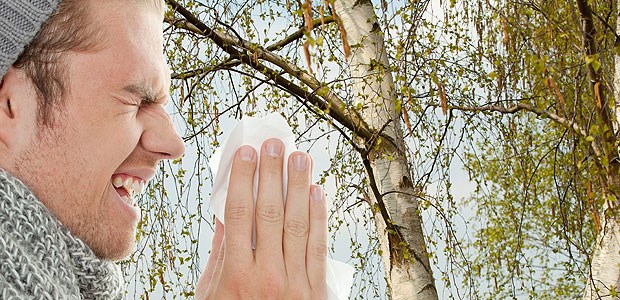 Kaum Pause für Pollenallergiker In wenigen Tagen ist in Süddeutschland mit dem ersten Flug von Birkenpollen zu rechnen.