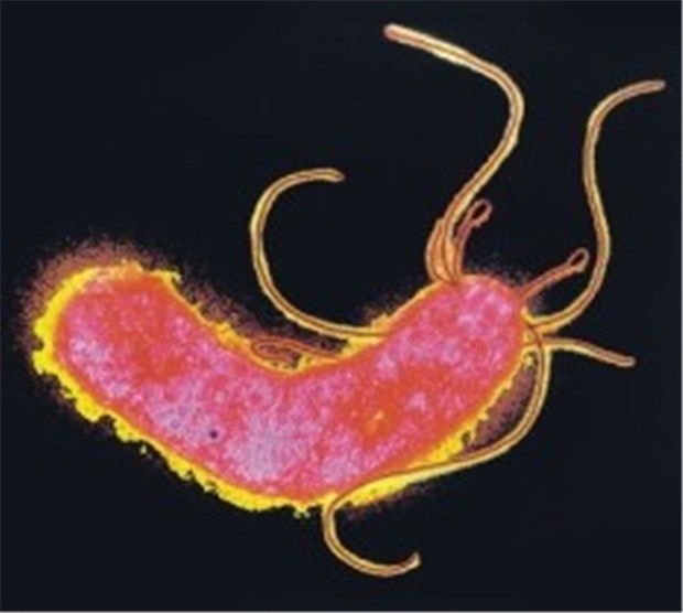 Erneuter Beweis: Eradikation von H. pylori schützt vor Magenkrebs Infektionen mit dem Keim Helicobacter pylori erhöhen das Risiko für Magenkrebs.