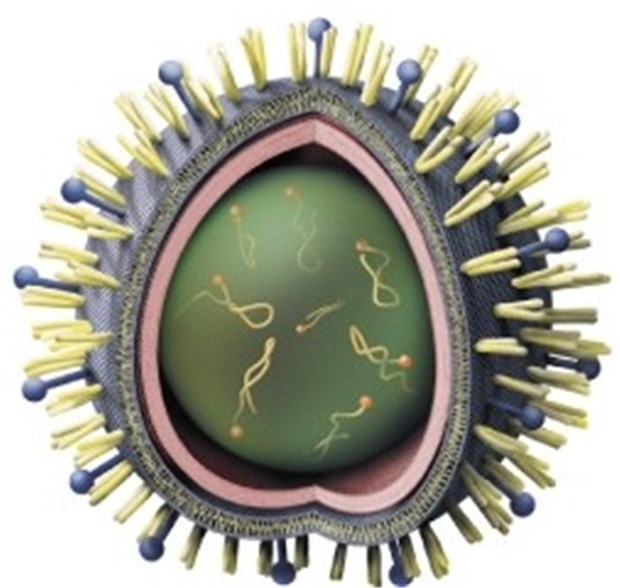 Schweinegrippe-Virus hat sich bisher nicht verändert Influenza A/H1N1-Virus: Nächste Woche soll über Impfstoffe entschieden werden.